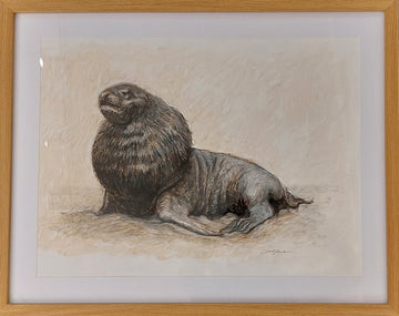 NZ Sea lion - Arnie