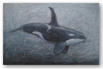Canvas Print - Orca
